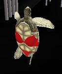 Turtle_Lovin