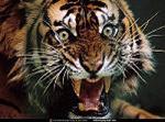 _TIGRE_01