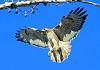 HAWK_789