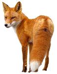 JackTheFox