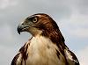 Redtail_Hawk