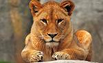 Lioness_783