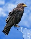 Ravenshawk