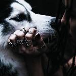 LOBO_1