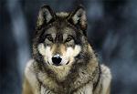 Gray_Wolf