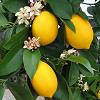 Lemon_Tree_Ne