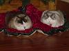 ragdollcats4e