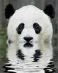 mon_panda