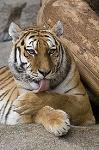 Tigre_69