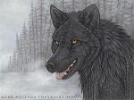 BlackWolf1X