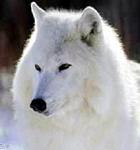 snowwolfa1