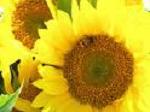 FlirtySunflower