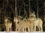 WOLFEN_FAMILLY